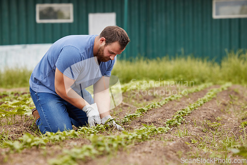 Image of Sustainable farmer planting and growing vegetable crops or plants on his farm land with farming gear. Male environmental, sustainability and agriculture industry worker working on a eco green field