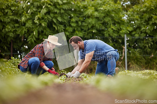 Image of Sustainability farmers planting green plants in earth or soil on agriculture farm, countryside field or nature land. Couple, man and woman or garden workers with growth mindset for environment growth