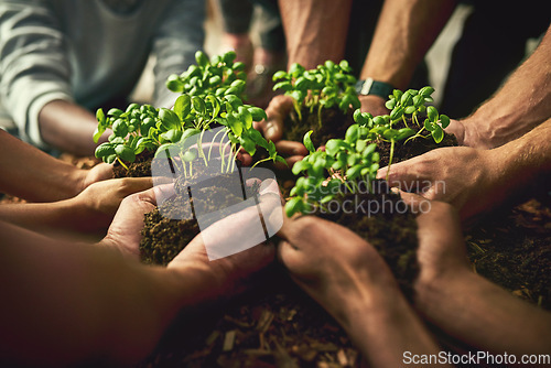 Image of Hands planting fresh green plants showing healthy growth, progress and development. Closeup of diverse group of environmental conservation people collaborating sustainability in agriculture industry