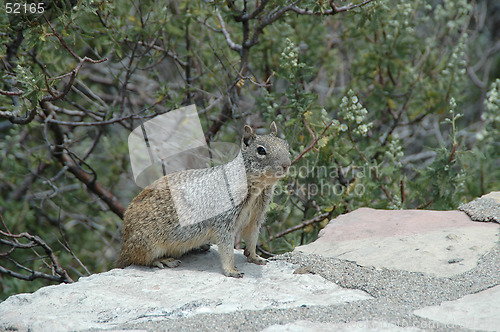 Image of Squirrel