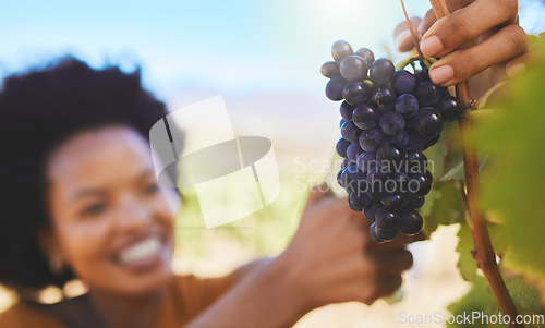 Image of Farmer cutting bunch of grapes in vineyard, fruit farm and organic estate with pruning shear for wine, alcohol and food industry. Closeup of fresh, juicy and sweet nature harvest for agriculture