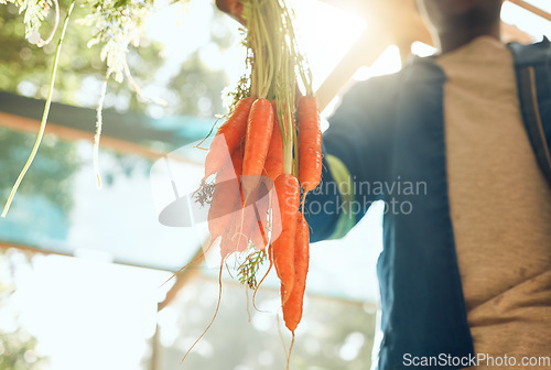 Image of Agriculture, vegetables and farmer holding carrots or fresh organic produce. Health, wellness and sustainability worker washing crops for shipping to green retail grocery supermarket on his farm