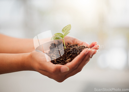 Image of Sustainable, eco friendly and plant growth in hand with soil to protect the environment and ecosystem. Closeup of female palms with a young organic sprout or seedling for the sustainability of nature