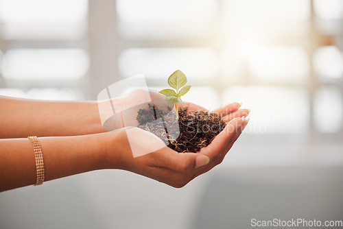 Image of Business person holding plant seed, soil growth in hands for sustainable development or environmental awareness in eco friendly, earth company. Growing and nurturing flower leaf out on dirt close up