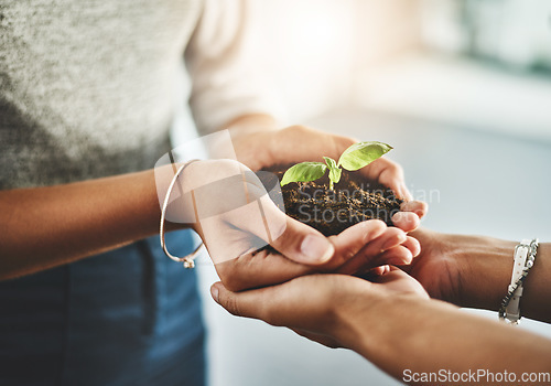 Image of Closeup of hands holding organic plant, reducing carbon footprint with ecology and being eco friendly together. Friends embracing clean energy, sustainable lifestyle and sprouting green leaf