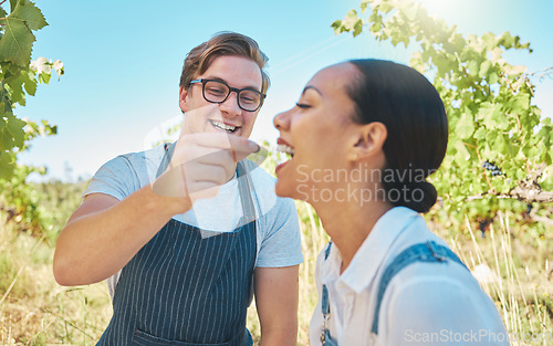 Image of Love, agriculture and couple on a vineyard in happy moment sharing grapes on a wine tasting farm. Man and woman together having sweet fun while farming in nature in the countryside during the summer.