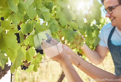 Image of Growth, grapes and vineyard farmer hands picking or harvesting organic bunch outdoors for quality choice, agriculture industry or market. A worker checking vine fruit from tree plant in summer