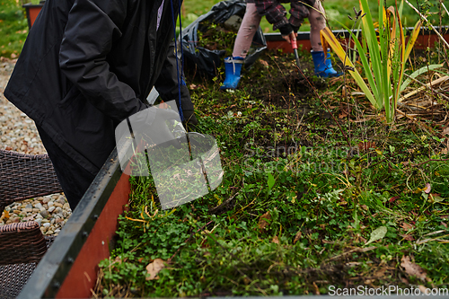 Image of A modern family parents and children, is working together to beautify their front yard with flowers in preparation for the upcoming holiday season.