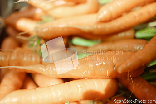 Image of Agriculture, vegetables and plants in nature for healthy diet, sustainable lifestyle and natural farming in the countryside. Organic, green and orange carrot on farm for market and vitamin nutrition