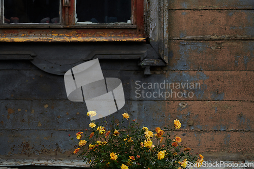 Image of In Lithuania, the rustic charm of a weathered wooden textured wall adorns a traditional house, showcasing the rich cultural heritage and craftsmanship of this Baltic country