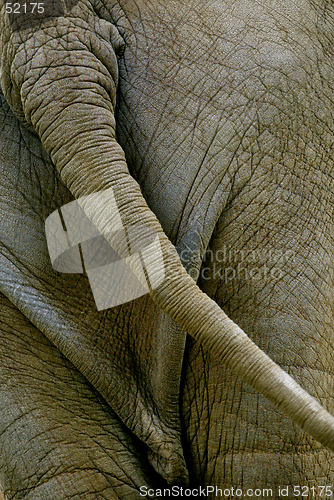 Image of elephant