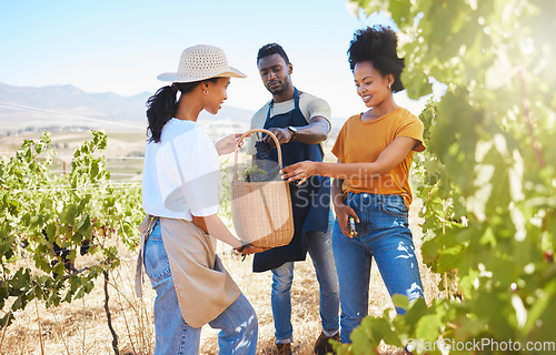Image of Wine farm, farmer and team of workers picking or harvesting fruit with shears in a vineyard. Wellness, agriculture and eco friendly people standing in green, agro and sustainability field in nature.