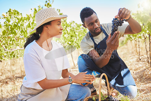 Image of Couple farming with grapes on green farm, farmer working with fruit on a vineyard and people in sustainability work on field in nature. Man and woman gardening sustainable and healthy food in summer