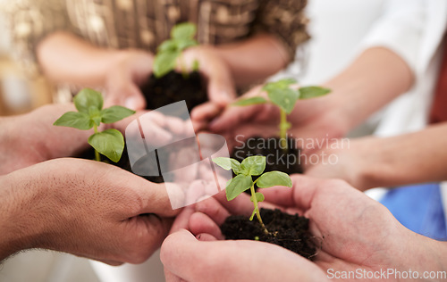 Image of Green economy plant, hands and vision goal for future innovation, growth and sustainability. Zoom on people diversity, teamwork friends or agriculture workers with environment success accountability