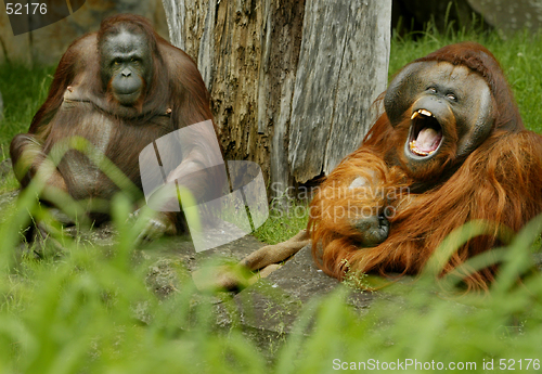 Image of Monkey couple