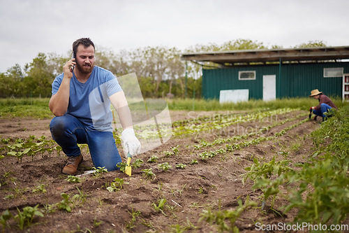 Image of Agriculture, sustainability and countryside farmer on phone call working in farm field industry with corn, leaf and soil. Nature, nutritionist and environment plant growth farming with spring harvest