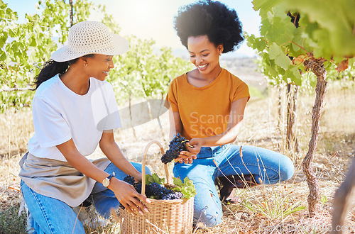 Image of Grapes vineyard, agriculture farmer or nutritionist worker working with fresh black fruit on farm land or countryside. Happy black woman in sustainable farming, winemaking industry with organic plant