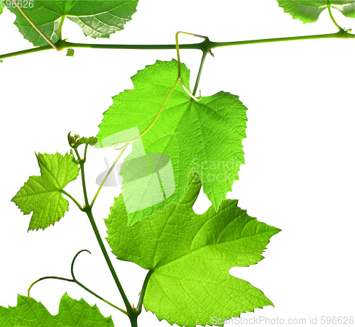 Image of Grapevine with copy space