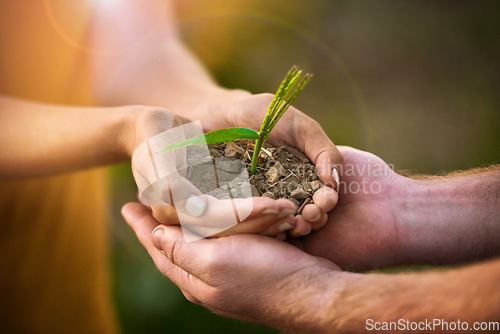 Image of Caring people holding in hands a seed, plant and soil growth for environmental awareness conservation or sustainable development. Eco couple with small tree growing in hand for fertility or Earth Day