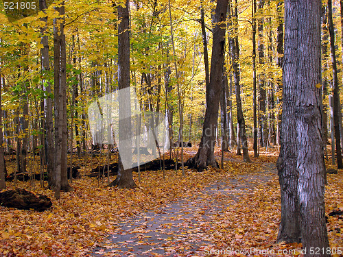 Image of Fall foliage