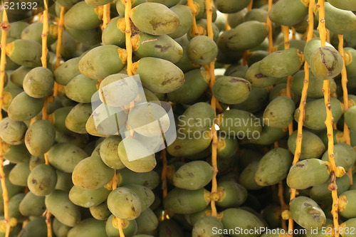 Image of date fruits