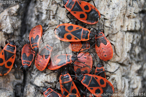 Image of red bugs