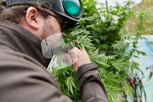 Image of Man wearing a cap smelling the fragrant flowers of a marijuana plant, enjoying the natural aroma of cannabis blooms.