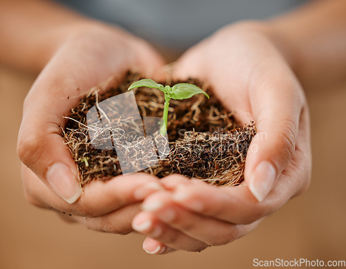 Image of Sustainable, eco friendly and hands holding plant with soil to protect the environment and ecosystem. Closeup of female with a young new sprout or seedling for the sustainable growth of nature