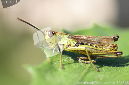 Image of grasshopper