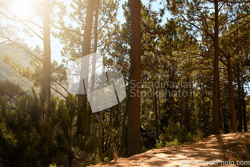 Image of Wild pine trees growing in forest, woods and mountain with lens flare. Scenic landscape of tall, long and lush plants in nature outdoors. Peaceful, calm and natural view to hike, explore and travel