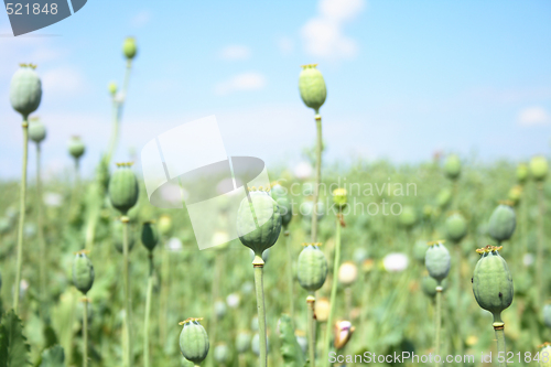 Image of poppy field