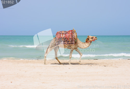 Image of camel on the beach 