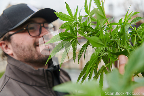 Image of Man wearing a cap smelling the fragrant flowers of a marijuana plant, enjoying the natural aroma of cannabis blooms.