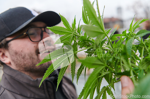 Image of Man wearing a cap smelling the fragrant flowers of a marijuana plant, enjoying the natural aroma of cannabis blooms.