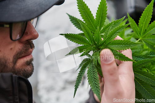 Image of Man wearing a cap smelling the fragrant flowers of a marijuana plant, enjoying the natural aroma of cannabis blooms.