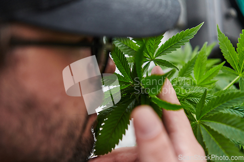 Image of Man wearing a cap smelling the fragrant flowers of a marijuana plant, enjoying the natural aroma of cannabis blooms.