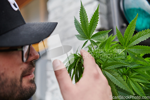 Image of Man wearing a cap smelling the fragrant flowers of a marijuana plant, enjoying the natural aroma of cannabis blooms.