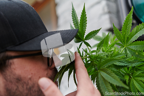 Image of Man wearing a cap smelling the fragrant flowers of a marijuana plant, enjoying the natural aroma of cannabis blooms.