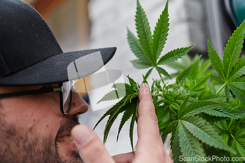 Image of Man wearing a cap smelling the fragrant flowers of a marijuana plant, enjoying the natural aroma of cannabis blooms.