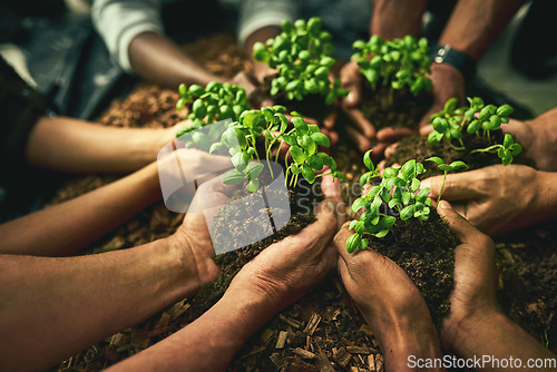 Image of A diverse group of sustainable people holding plants in an eco friendly environment for nature conservation. Closeup of hands planting in fertile soil for sustainability and organic farming