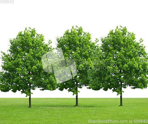 Image of Three trees and meadow