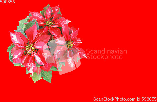 Image of Poinsettia Christmas Star red