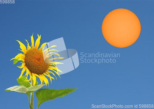 Image of Sunflower and the sun with copy space