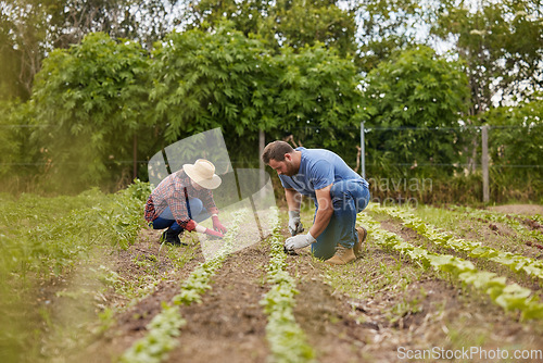 Image of Farmer couple working together planting organic vegetable crops on a sustainable farm and enjoying agriculture. Farmers or nature activists outdoors on farmland harvesting in a garden