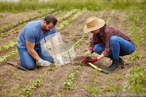 Image of Farmers planting plants together on an organic and sustainable farm or garden outdoors. Couple sow vegetable crops or seedlings on fertile soil or farmland and work in the agriculture industry