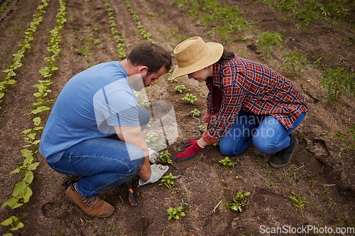 Image of Sustainable farming couple planting, growing and gardening vegetable crops or plants in soil, dirt or farm land. Countryside lifestyle, agriculture or rural living farmer people working together