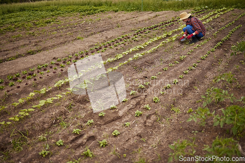 Image of Countryside farmer planting crops in a neat line on sustainable, agriculture farm field. Woman gardener or worker farming with gardening tools, gear and working with produce for eco friendly growth