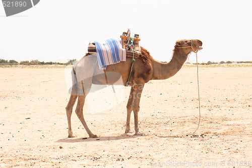 Image of camel