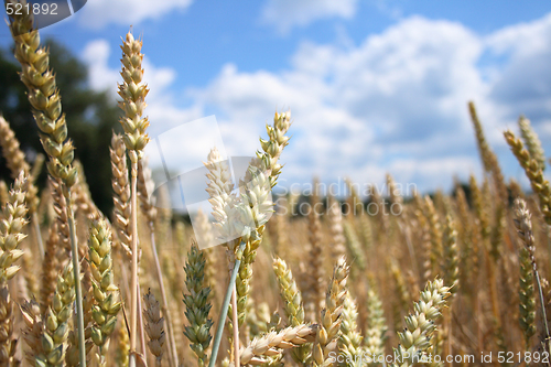 Image of golden corn