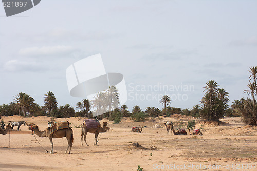 Image of sahara